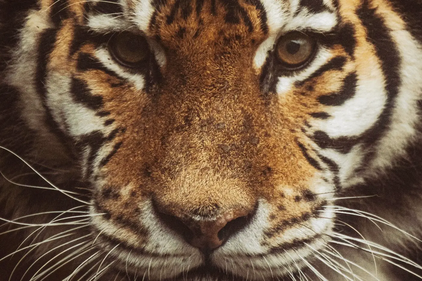 Gros plan sur le regard fixe d’un tigre