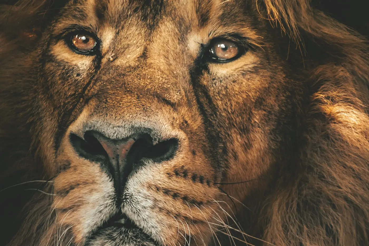 Regard d’un lion mâle à la crinière épaisse