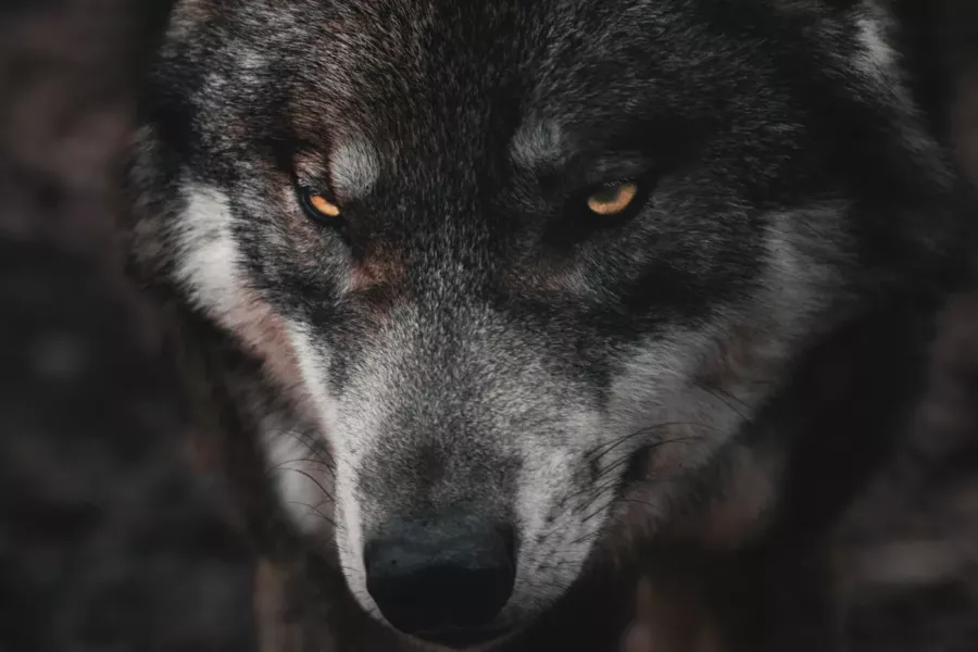 Regard perçant d’un loup gris dans la pénombre