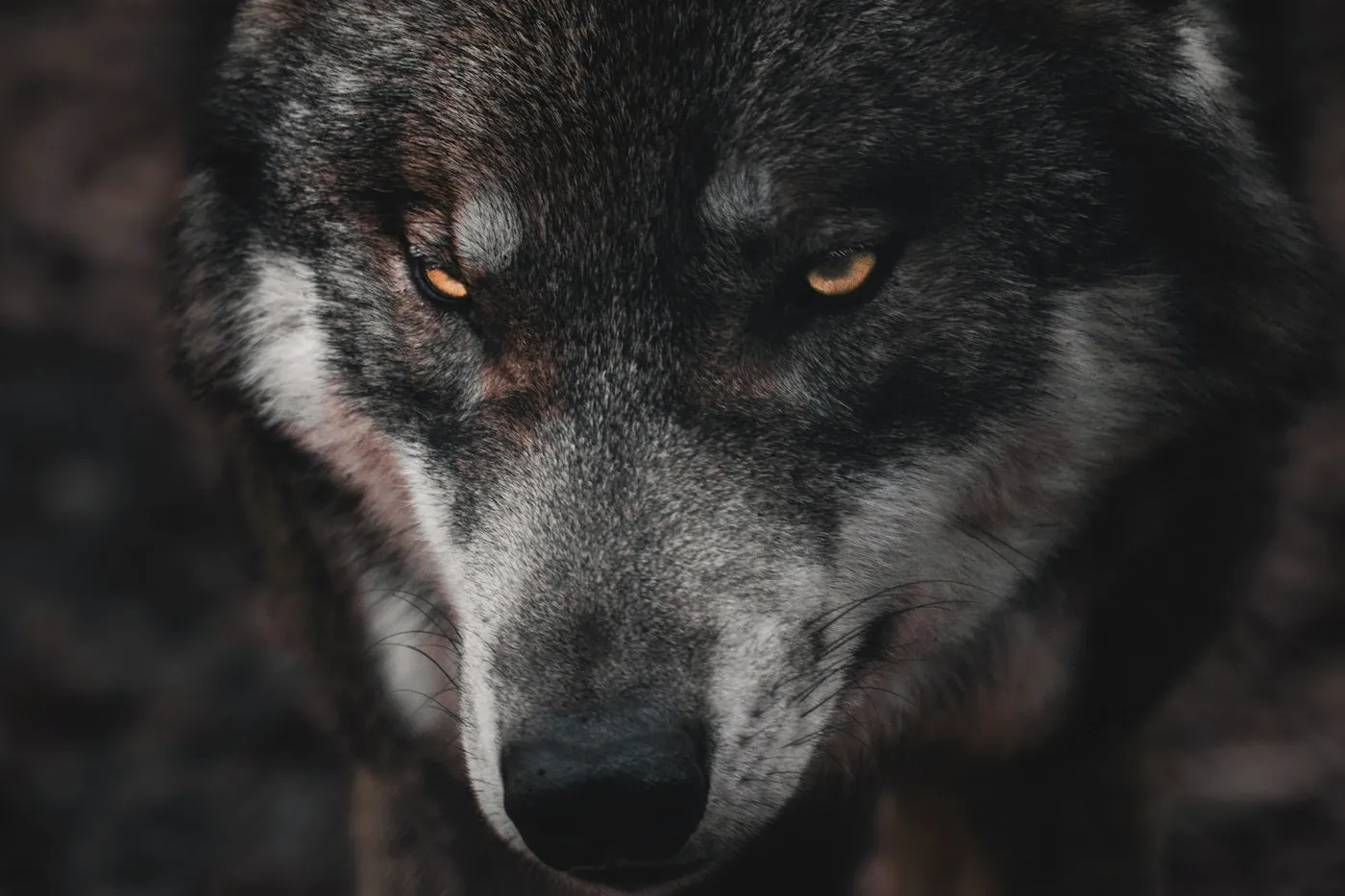 Regard perçant d’un loup gris dans la pénombre